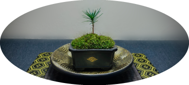 萌芽盆栽(houga bonsai)