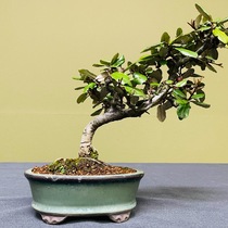 bon-m002