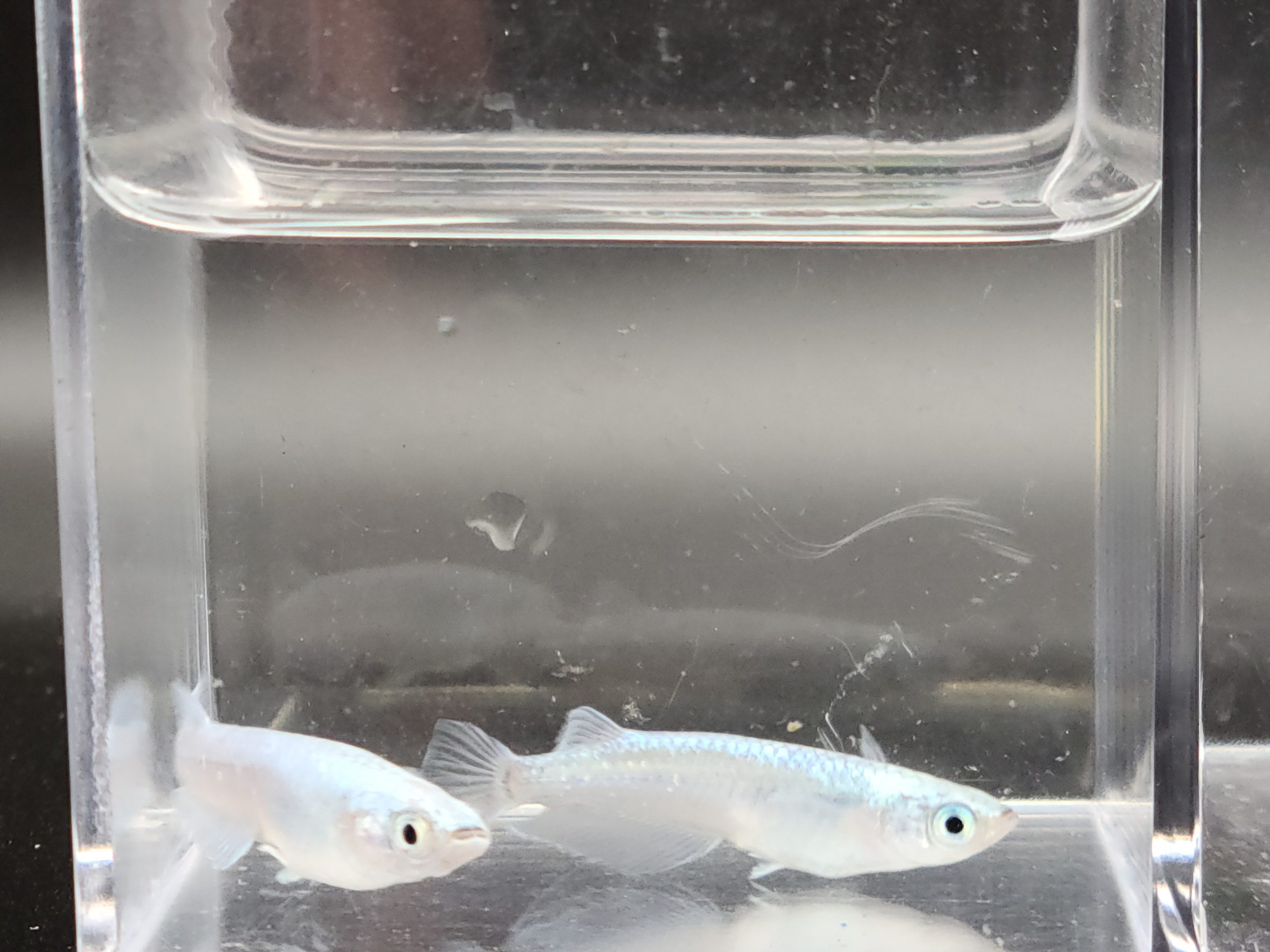 緑屋■i9*f 南部人形師 中尾忠信 造　一刀彫　福の神　共箱付　031309#80 めだかのビーンズサンセット極龍 ３ペア NO.４