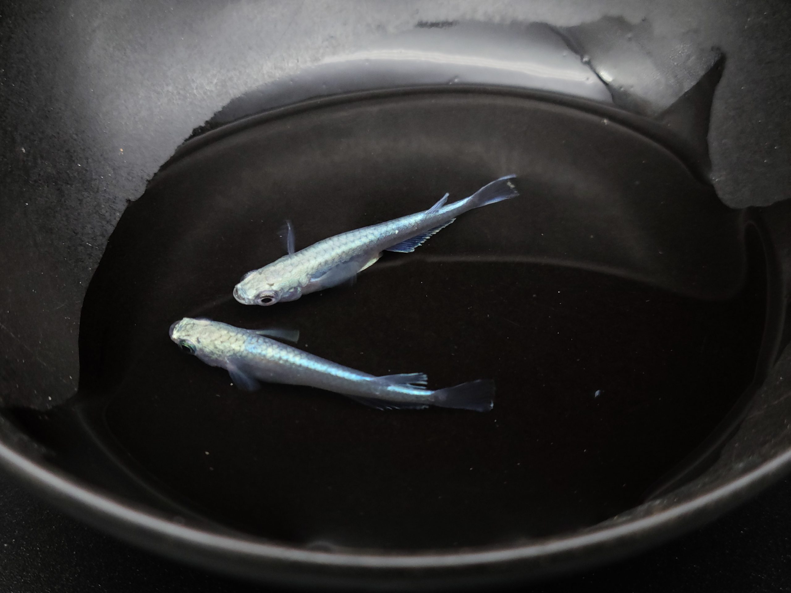 緑屋■i9*f 南部人形師 中尾忠信 造　一刀彫　福の神　共箱付　031309#80 めだかのビーンズサンセット極龍 ３ペア NO.４