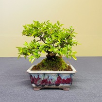 bon-k015