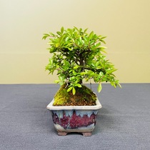 bon-k015
