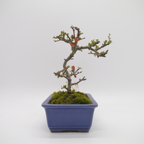 bon-h034