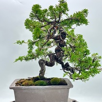 bon-mt026