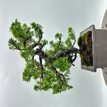 bon-mt026